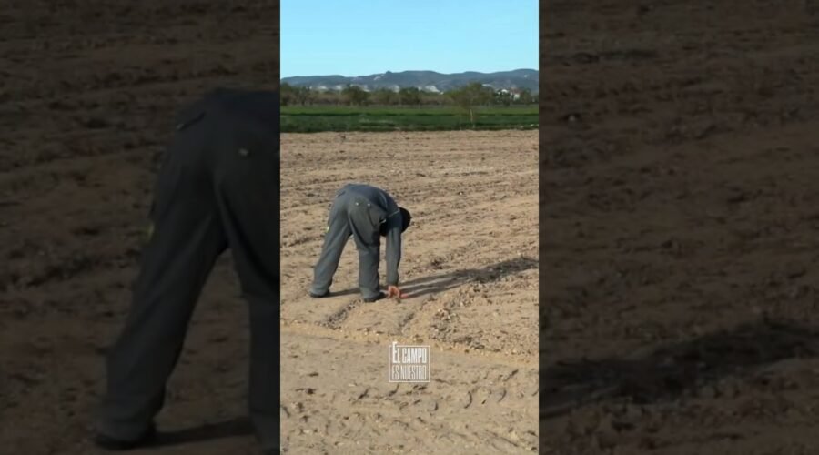 Plantación para obtener 15.000 botellas de vino
