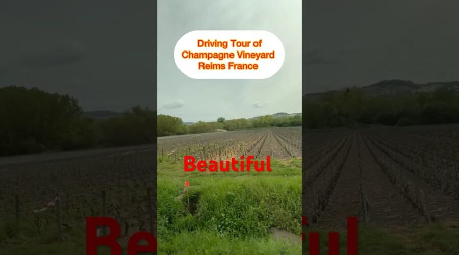 DrivingTour around Champagne Vineyard Reims France #travelvlog #exploreeurope #nature #wine #winery
