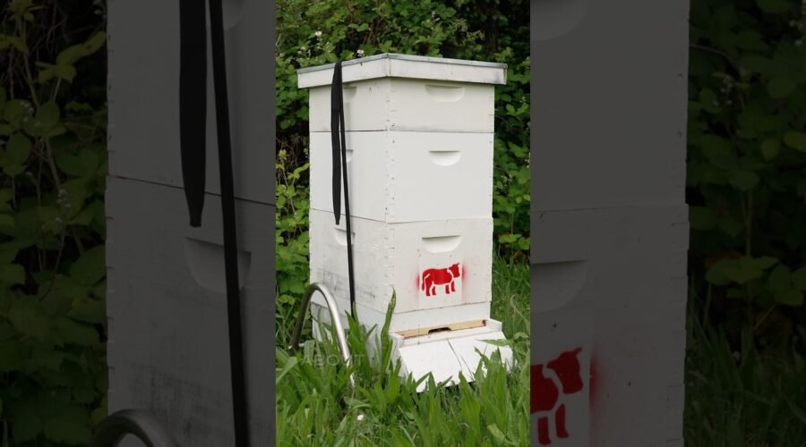 🐝 Bee Navigation: Why Bees Need A Postal Code📍 #bees #winery #vineyard
