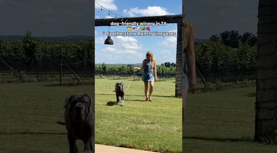 dog-friendly winery in TX 🤠🍷🐶🌳🍇📍 Featherstone Ranch Vineyards #texaswinery #dogfriendly