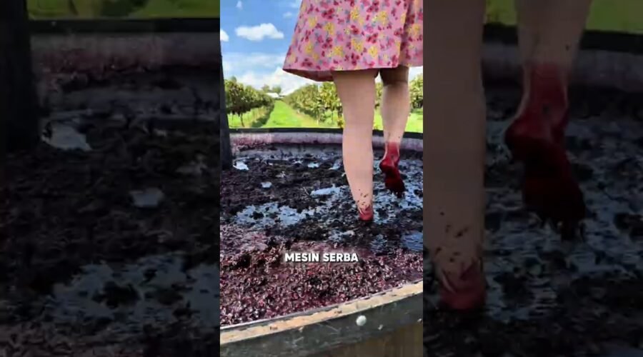 Kenapa Wine Mahal Masih Dibuat dengan Cara Diinjak⁉️ #shorts #faktaunik