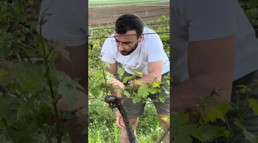 Shoot thinning in the vineyard at Czapp Winery 🌱✂️🍇