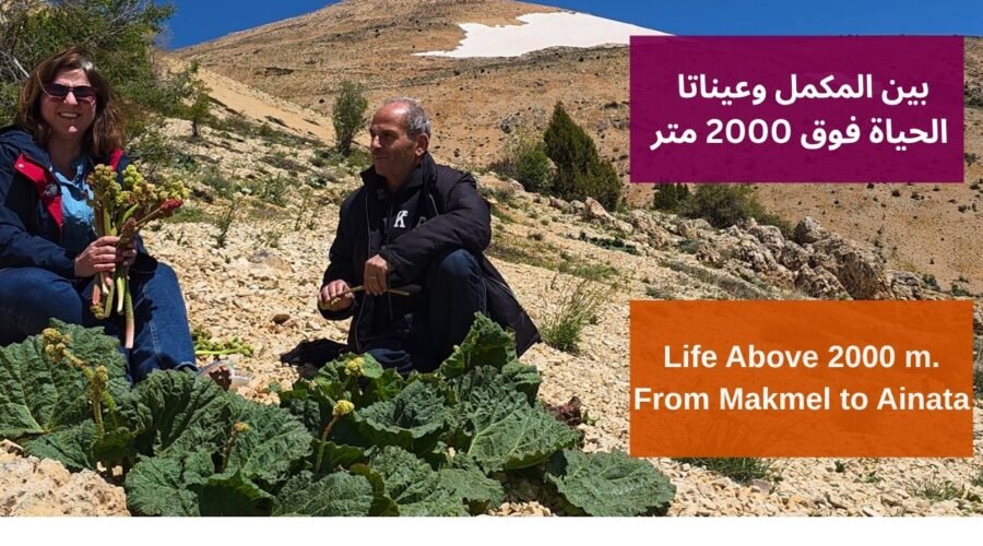 From Makmel to Ainata a Trail of Snow Rhubarb & Wine  بين المكمل وعيناتا قصص الماء والريباس والنبيذ