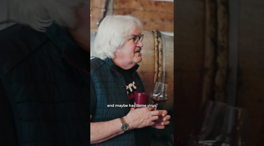 Two Niagara Vineyards, 200 Metres Apart | Thomas Bachelder Explains Kirby vs L’il Kirby Gamay