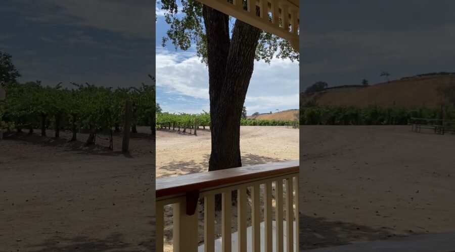 Live band at Sculpterra Winery & Sculpture Garden, Paso Robles.