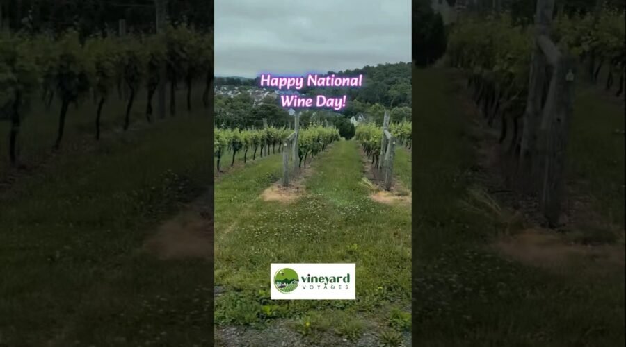 The Ultimate Stress-Free Wine Day! 🍷🚐 #Shorts