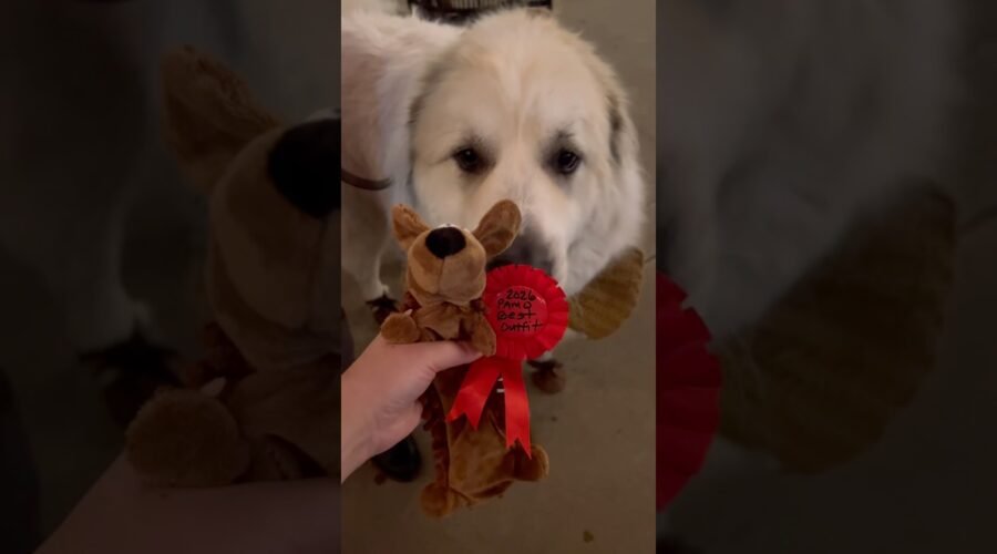 Great Pyrenees Bruno at Pamo Valley Winery 😊 #bigdog #dogsofyoutube #dogfriendly #wine #fyp