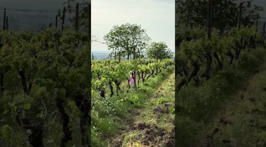 Spring moments in the vineyards of Czapp Winery 🌿🍇✨