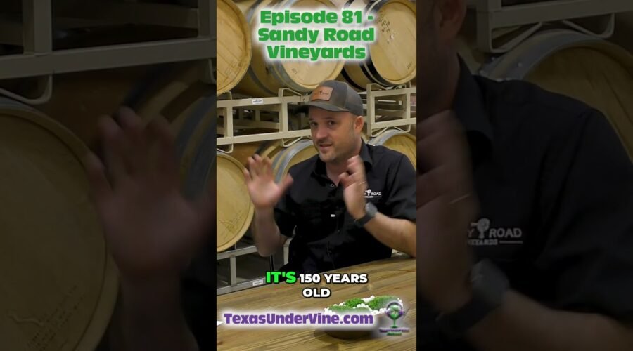 The “Aggie Math” Mistake that Built a Treehouse Winery! 📐🍷 #Shorts