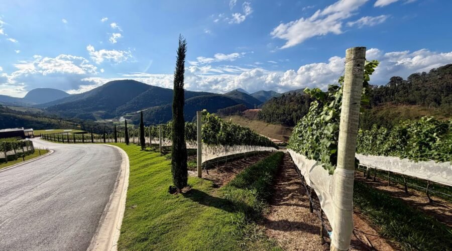 Rota dos Vinhos oferece experiência turística no interior de Teresópolis