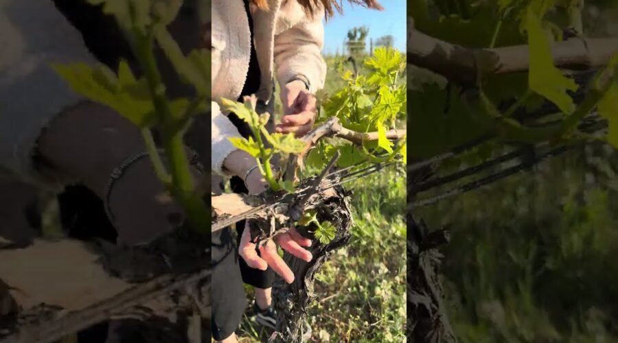Shoot thinning at Czapp Winery — Spring 2026 🌱✂️🍇