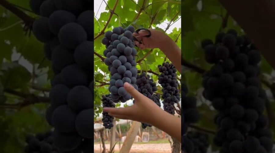 Grape Harvest Fresh From Vineyard 😎#satisfying #short
