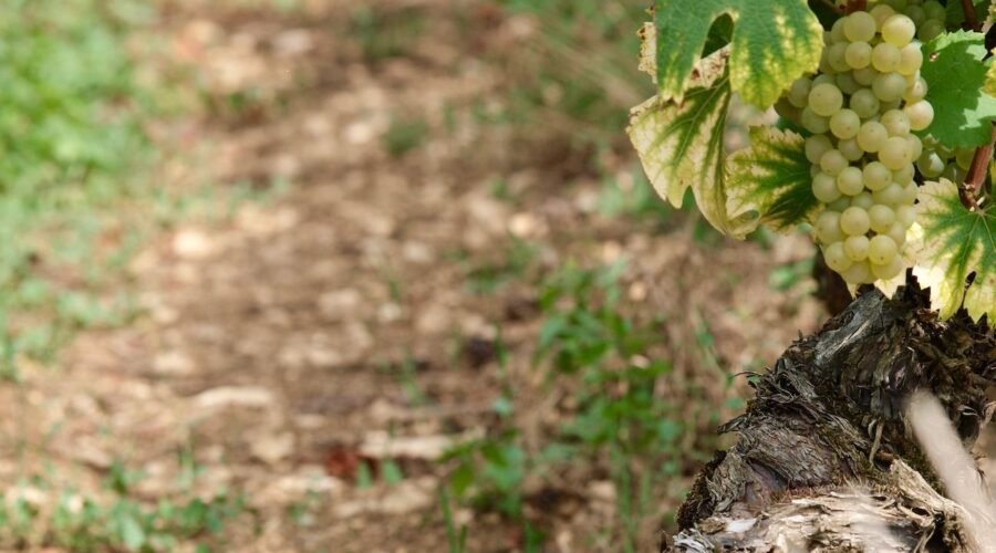 White Burgundy starter pack: How to figure out what you like
