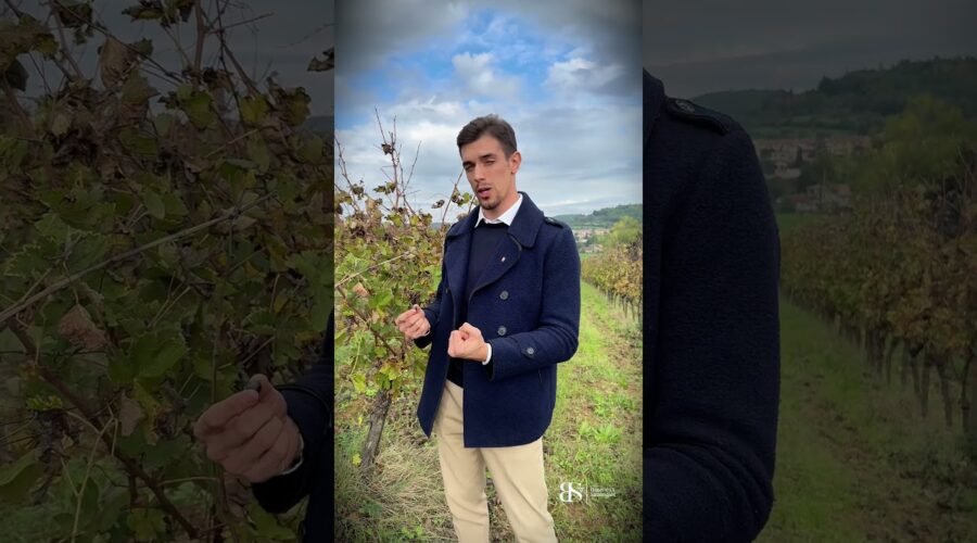 Wine Insights – Uva non raccolta  #wine #winery #winetasting #vin