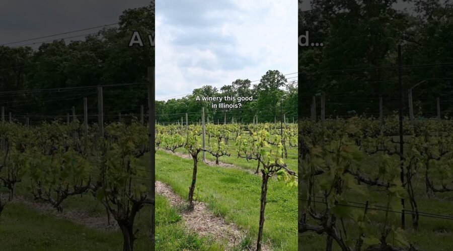 August Hill Winery: Vineyard Tour and Cave Tasting in Illinois #winery #illinoistravel #midwest