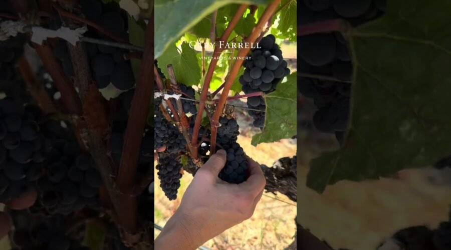 Gary Farrell Vineyards & Winery with Winemaker Brent McKoy