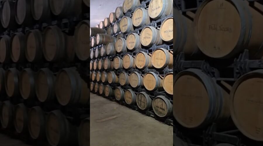 #patanegra #winery #Spain #wine #vine #vineyards #winetasting #winelovers #connoisseur #iberian #와인