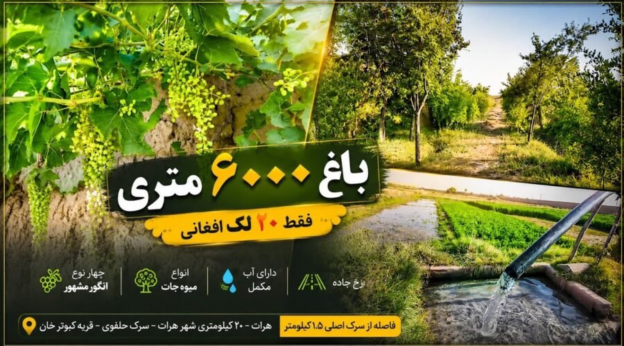 باغ ۶۰۰۰ متری قیمت ۲۰ لک؟ | Beautiful Vineyard in Herat Afghanistan 🍇