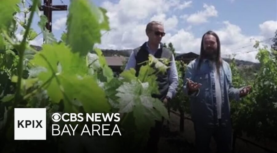 Napa Valley wine makers look to lower alcohol content in wine