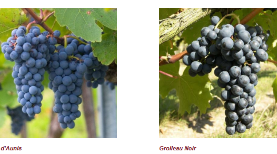 A Look Inside THE ROOT: Two Varieties Worth Knowing