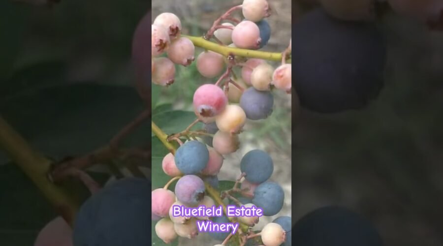 Bluefield Estate Winery #shorts #blueberry #blueberrypicking #dateideas #freshpick