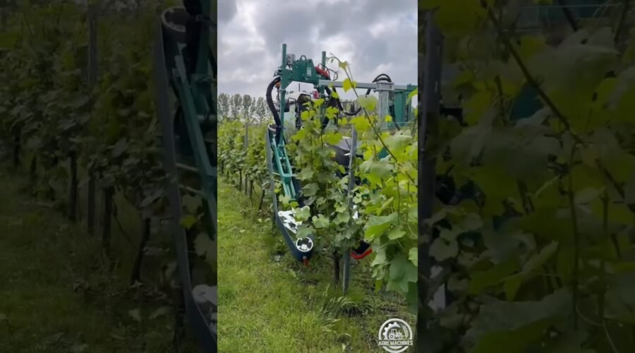Shoot Binder EASYFIX in Action in Belgium || Demo Season 2026 || #vineyard #shorts