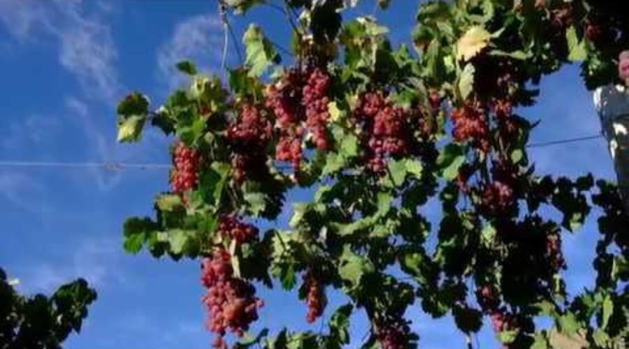The Wines of Chile